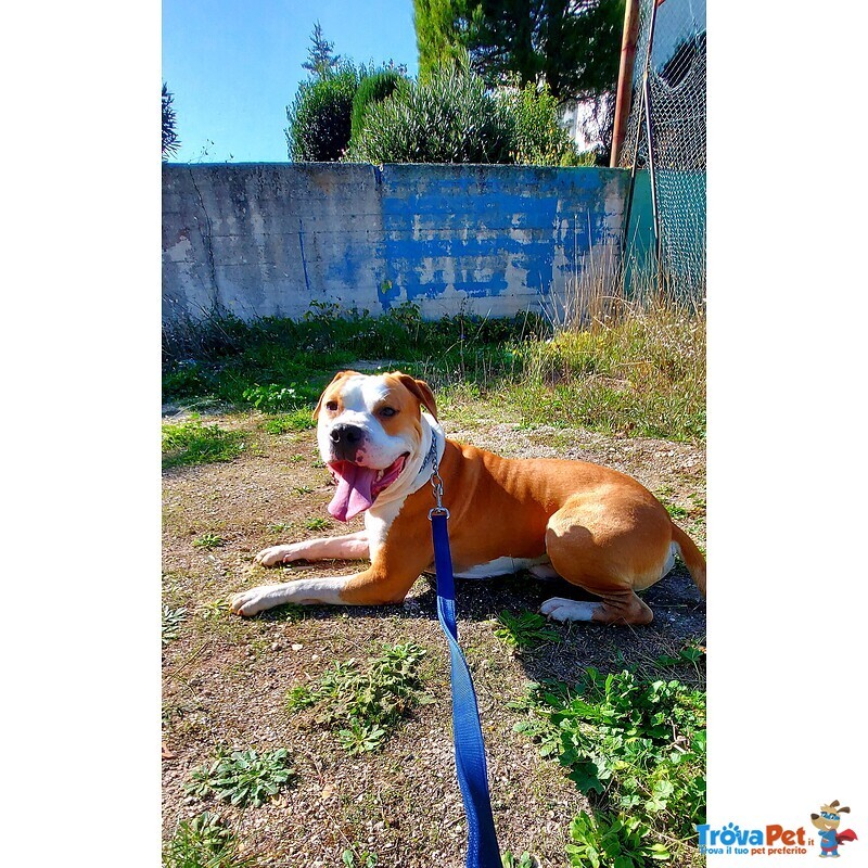 Cuccioli Amstaff - Foto n. 1