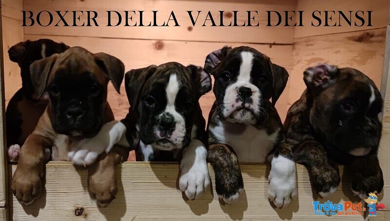 Boxer Cuccioli Vendo a Bassano del Grappa Vicenza-Vendo Boxer- Allevamenti Boxer a Vicenza - Foto n. 2
