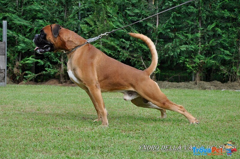 Boxer Cuccioli Vendo a Bassano del Grappa Vicenza-Vendo Boxer- Allevamenti Boxer a Vicenza - Foto n. 7