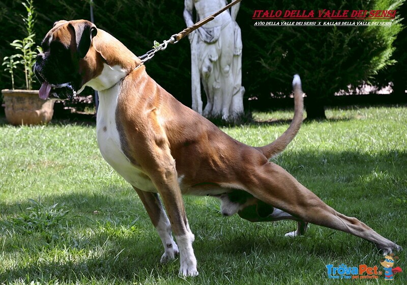 Boxer Cuccioli Vendo a Bassano del Grappa Vicenza-Vendo Boxer- Allevamenti Boxer a Vicenza - Foto n. 14