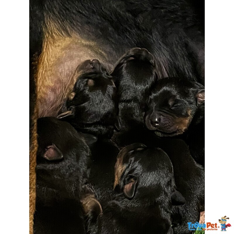 Cuccioli Rottweiler - Foto n. 1