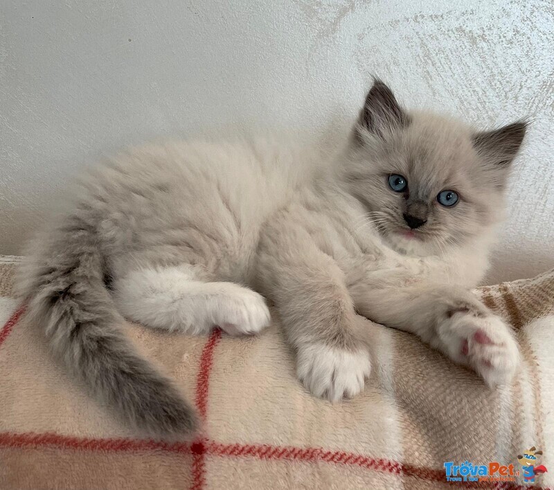 Cuccioli di Ragdoll con Pedigree - Foto n. 1