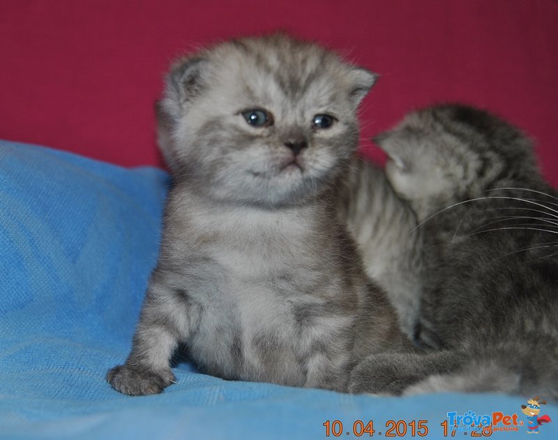 Scottish Fold - Foto n. 1