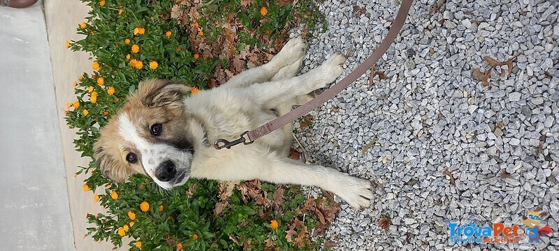 Cucciolo di 4 mesi Taglia Media Sandro - Foto n. 5