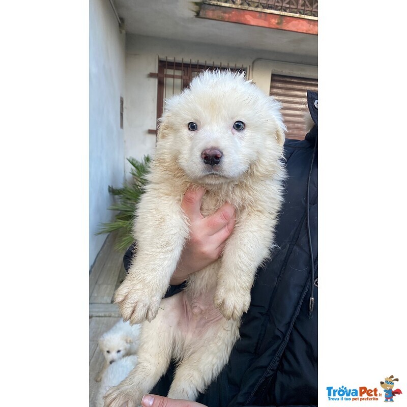 Cucciolo Maremmano in Cerca di Casa - Foto n. 1