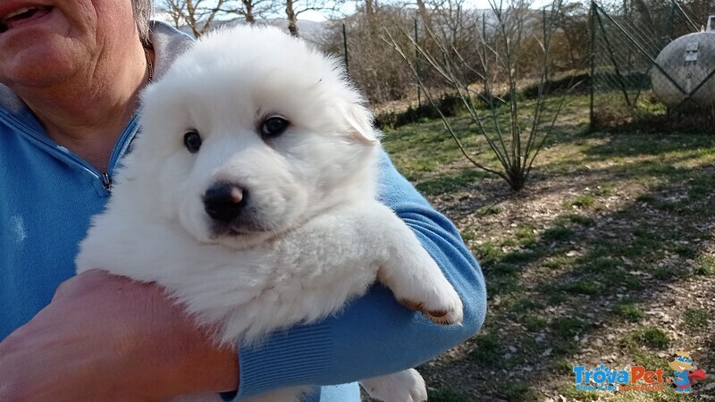 Cuccioli Taglia Media e Mamma Border Collie - Foto n. 2