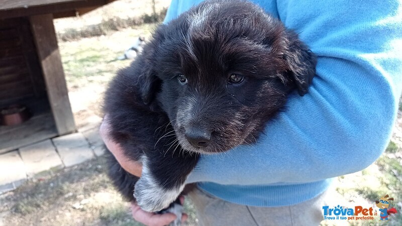 Cuccioli Taglia Media e Mamma Border Collie - Foto n. 5