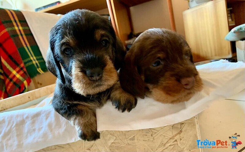 Cuccioli di Bassotto Tedesco a pelo Duro - Foto n. 1