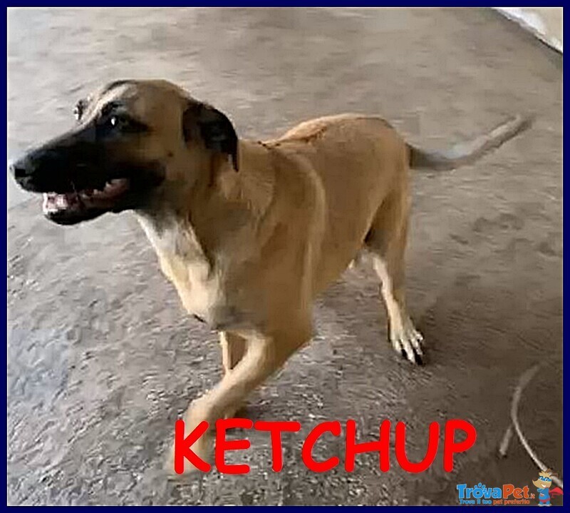 Ketchup Cucciolone 8 mesi Ancora in Canile - Foto n. 1