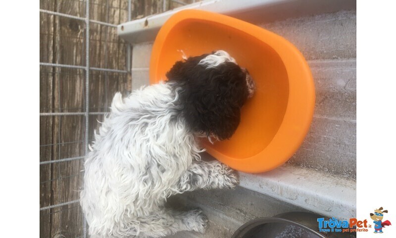 Vendesi Cucciolo Lagotto Romagnolo Maschio - Foto n. 1