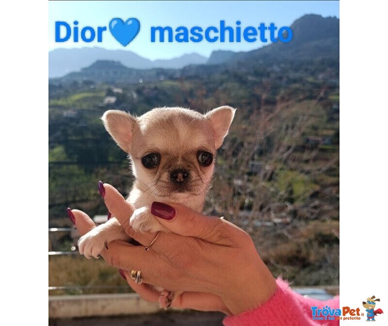 Chhiahua Maschietto mini con Pedigree Enci - Foto n. 4