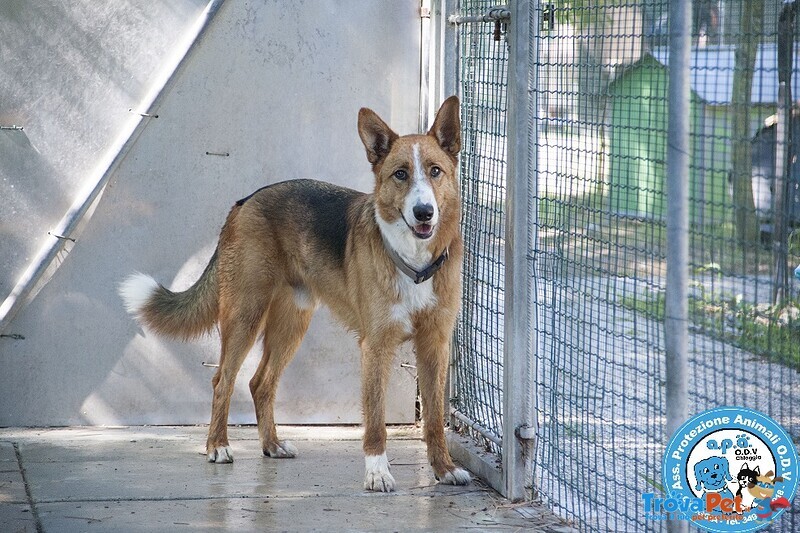 Flash, Cagnolone Diffidente, Bisognoso di Regole e Stabilità.. - Foto n. 1