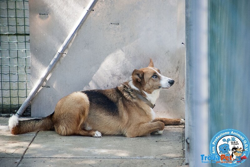 Flash, Cagnolone Diffidente, Bisognoso di Regole e Stabilità.. - Foto n. 2