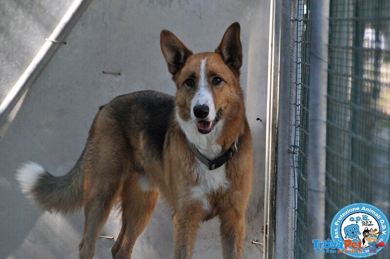 Flash, Cagnolone Diffidente, Bisognoso di Regole e Stabilità.. - Foto n. 4