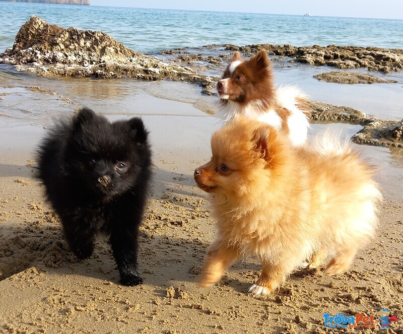 Cuccioli Volpino di Pomerania / Spitz nano Tedesco - Foto n. 1