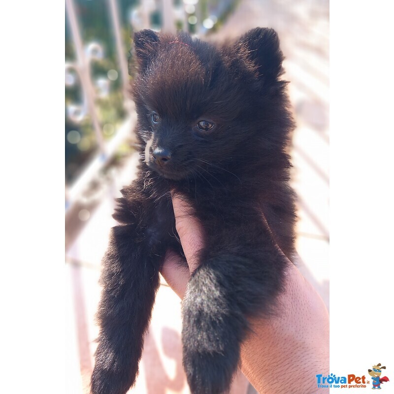 Cuccioli Volpino di Pomerania / Spitz nano Tedesco - Foto n. 3