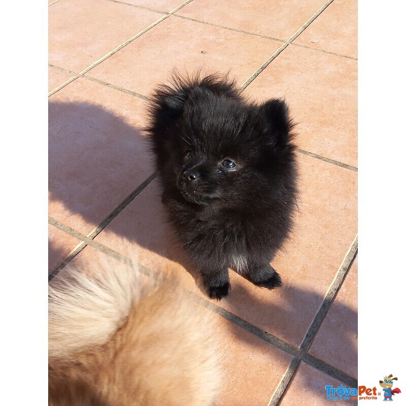 Cuccioli Volpino di Pomerania / Spitz nano Tedesco - Foto n. 5