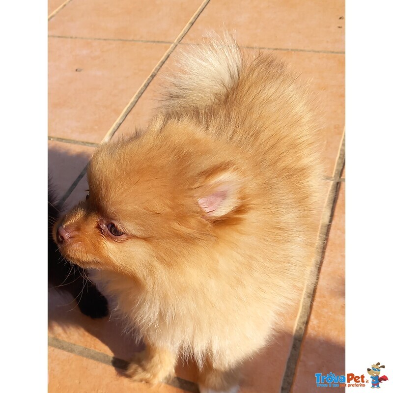 Cuccioli Volpino di Pomerania / Spitz nano Tedesco - Foto n. 6