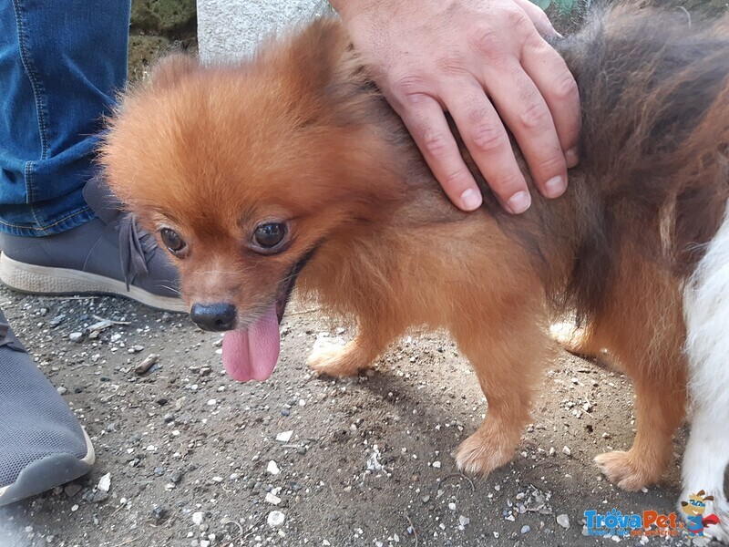 Cuccioli Volpino di Pomerania / Spitz nano Tedesco - Foto n. 8