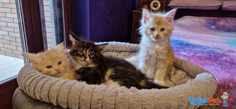 Cuccioli la band Della Montagnola Maine Coon - Foto n. 4