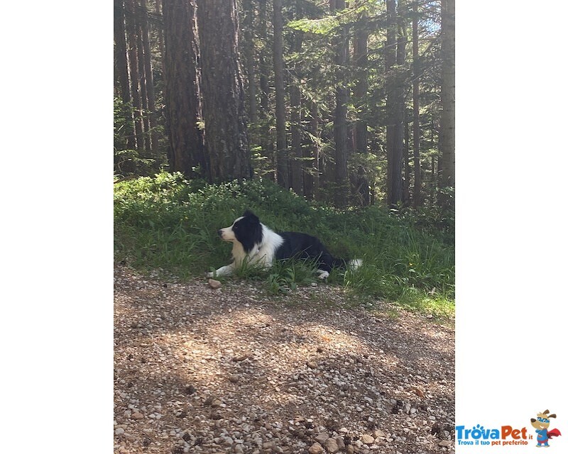 Cerco Femmina di Border Collie - Foto n. 2