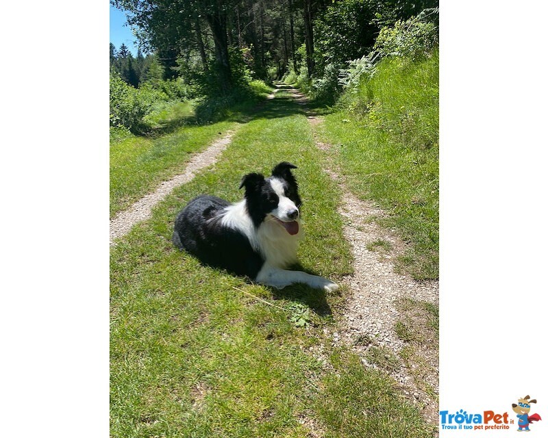 Cerco Femmina di Border Collie - Foto n. 1