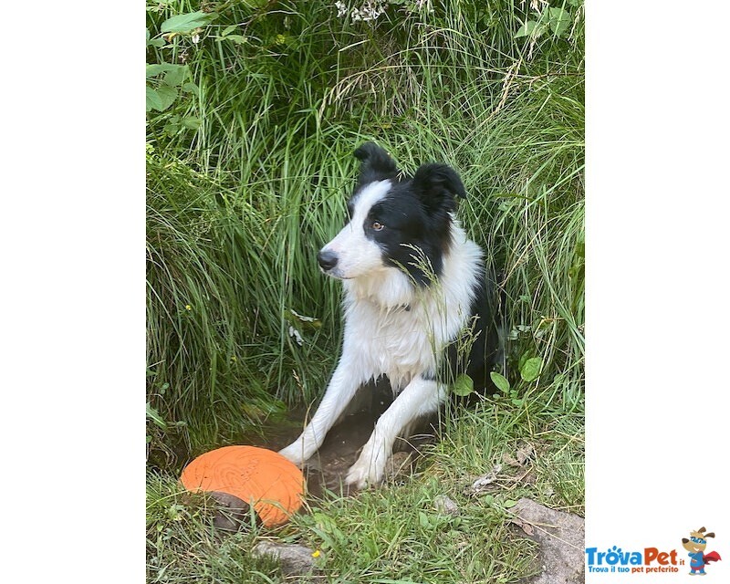 Cerco Femmina di Border Collie - Foto n. 3