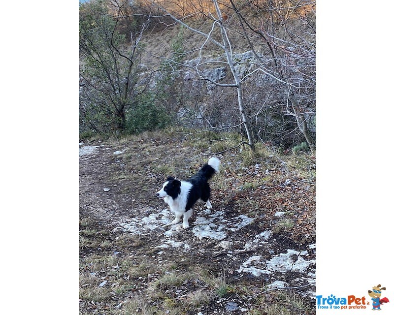 Cerco Femmina di Border Collie - Foto n. 4