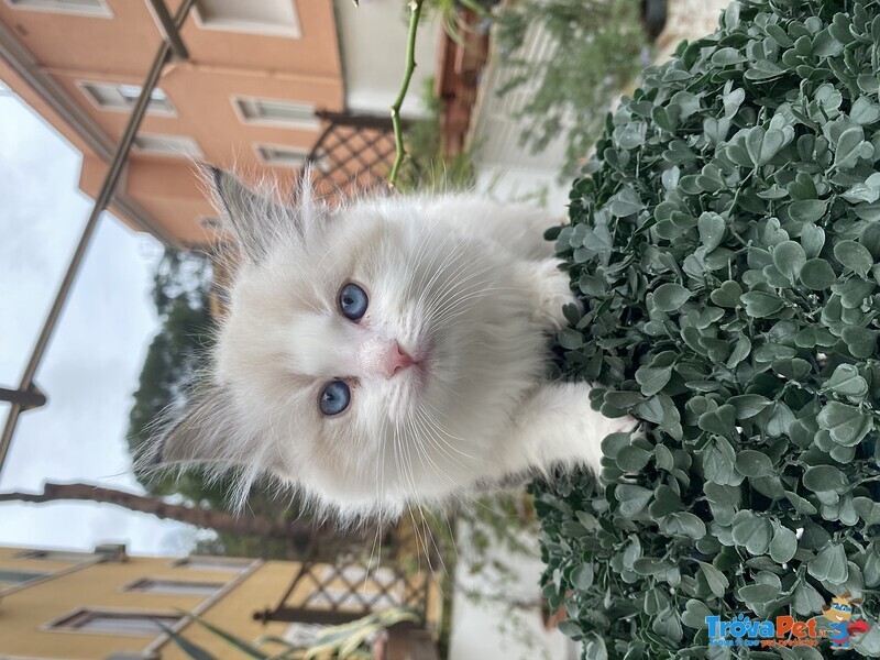 Cuccioli di Ragdoll - Foto n. 2