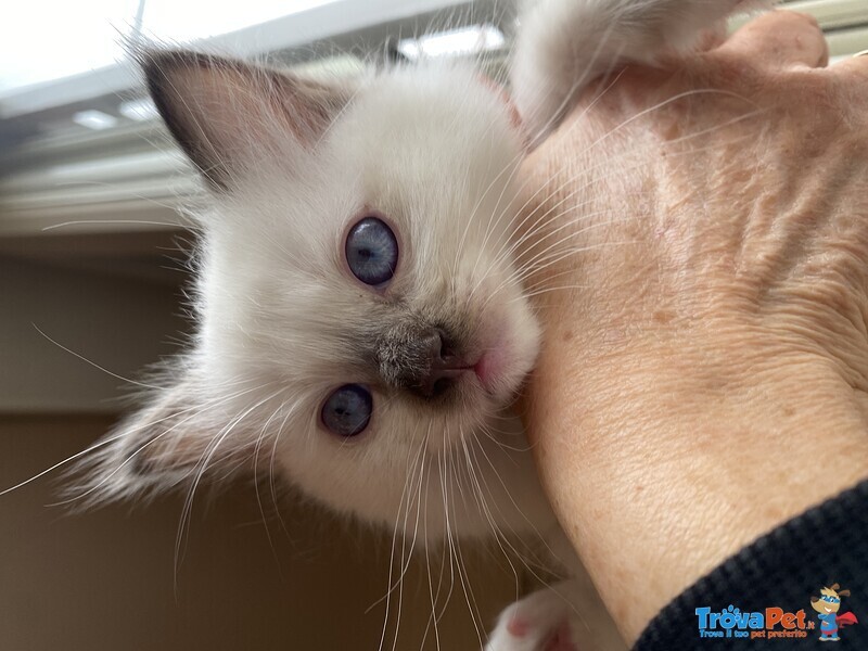 Cuccioli di Ragdoll - Foto n. 3