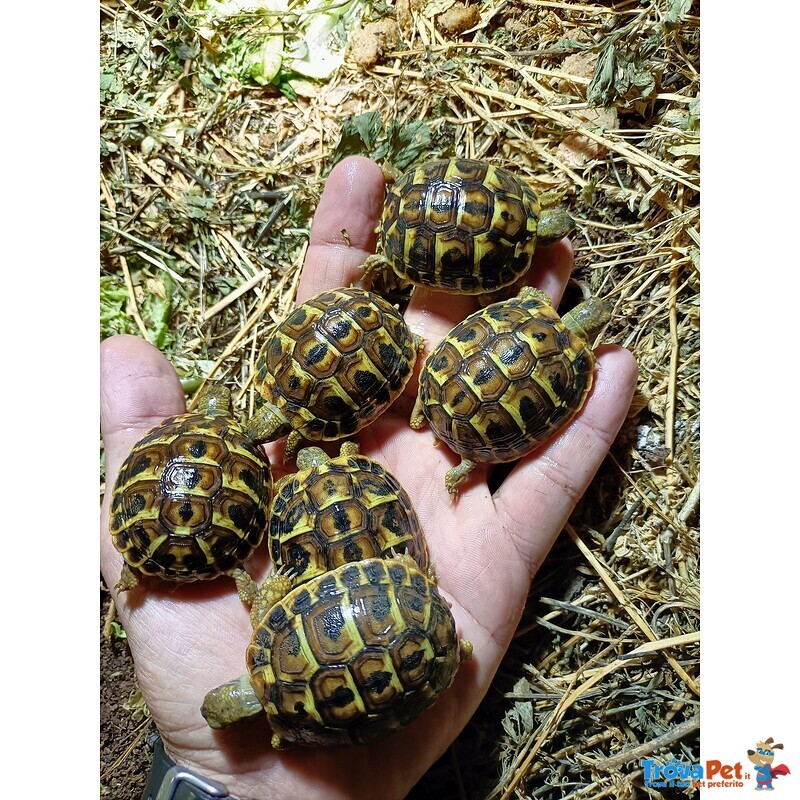 Tartarughe di Terra Marginata ed Hermanni - Foto n. 3