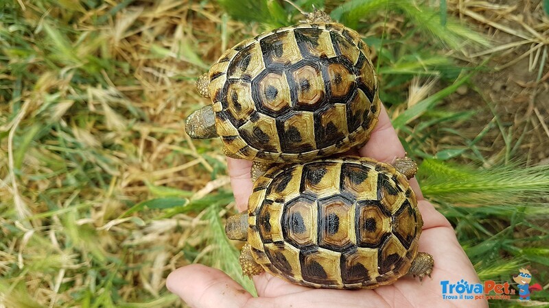 Tartarughe di Terra Marginata ed Hermanni - Foto n. 4