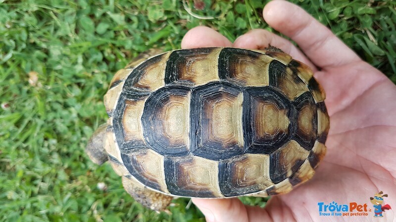 Tartarughe di Terra Marginata ed Hermanni - Foto n. 7