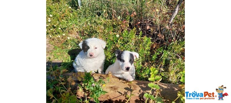 Kimba e Spotty, 3 Mesi, Aspettano una Famiglia - Foto n. 5