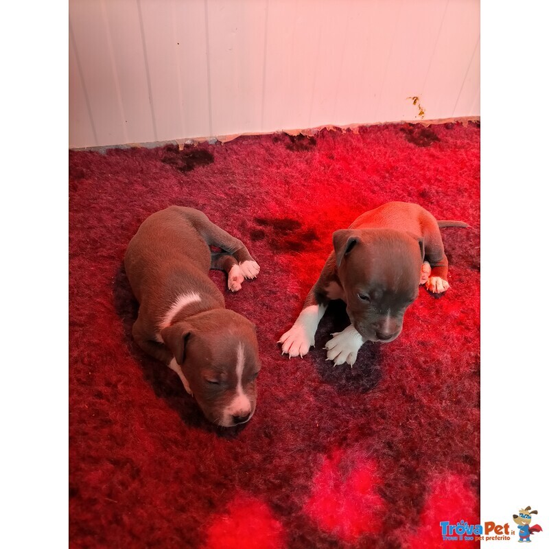 Amstaff con Pedigree Enci - Foto n. 1