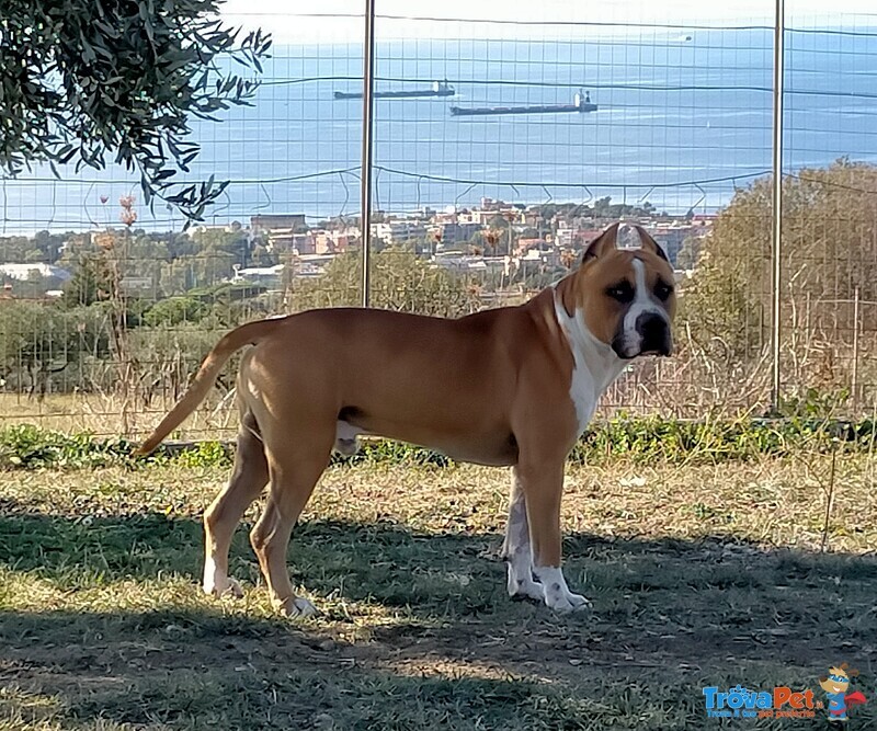 Amstaff con Pedigree Enci - Foto n. 3