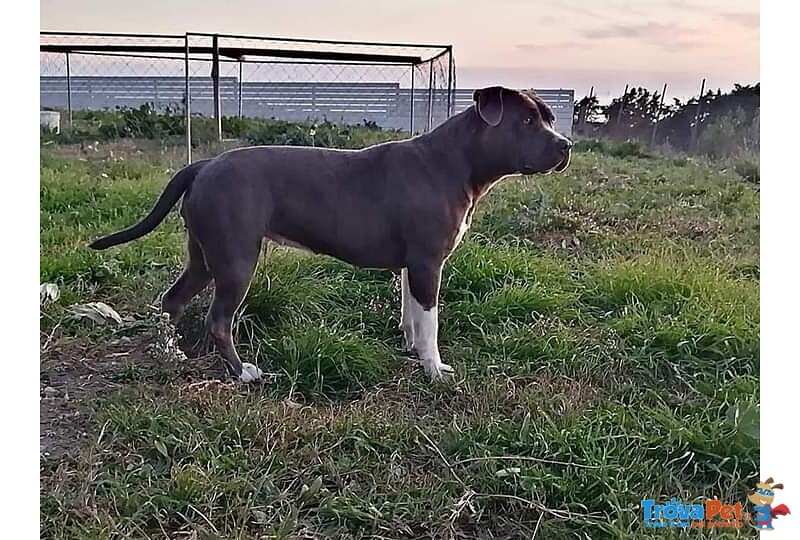 Amstaff con Pedigree Enci - Foto n. 4