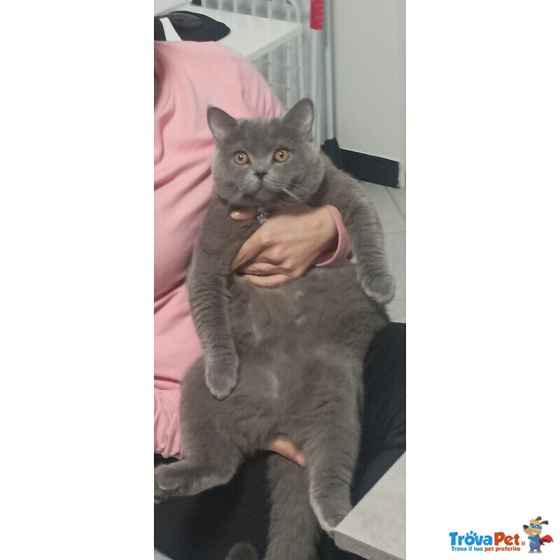 Accoppiamento British Shorthair - Foto n. 1