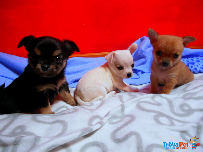 Chihuahua con Pedegree - Foto n. 2