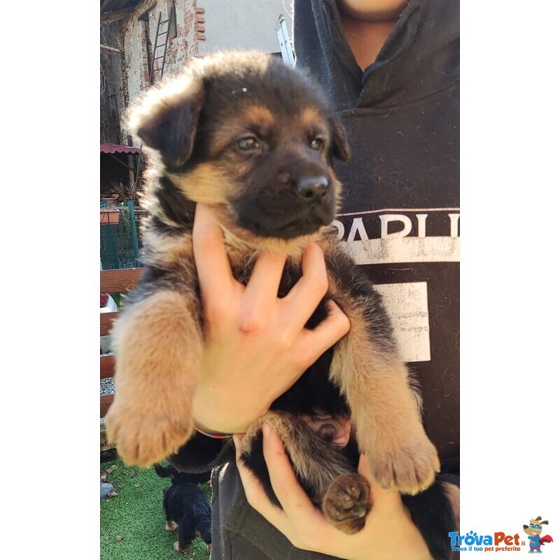 Cuccioli di Pastore Tedesco - Foto n. 3