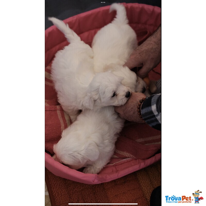 Cuccioli Maltese 550€ - Foto n. 3