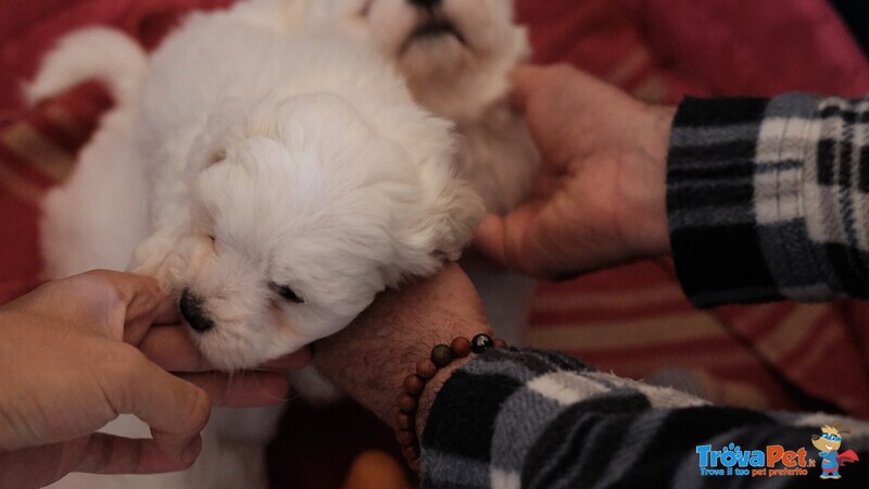 Cuccioli Maltese 550€ - Foto n. 4