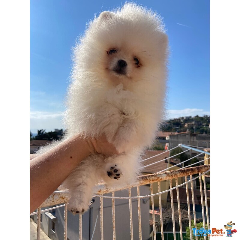 Volpini di Pomerania (o Spitz Tedesco Nano) con Pedigree - Foto n. 6