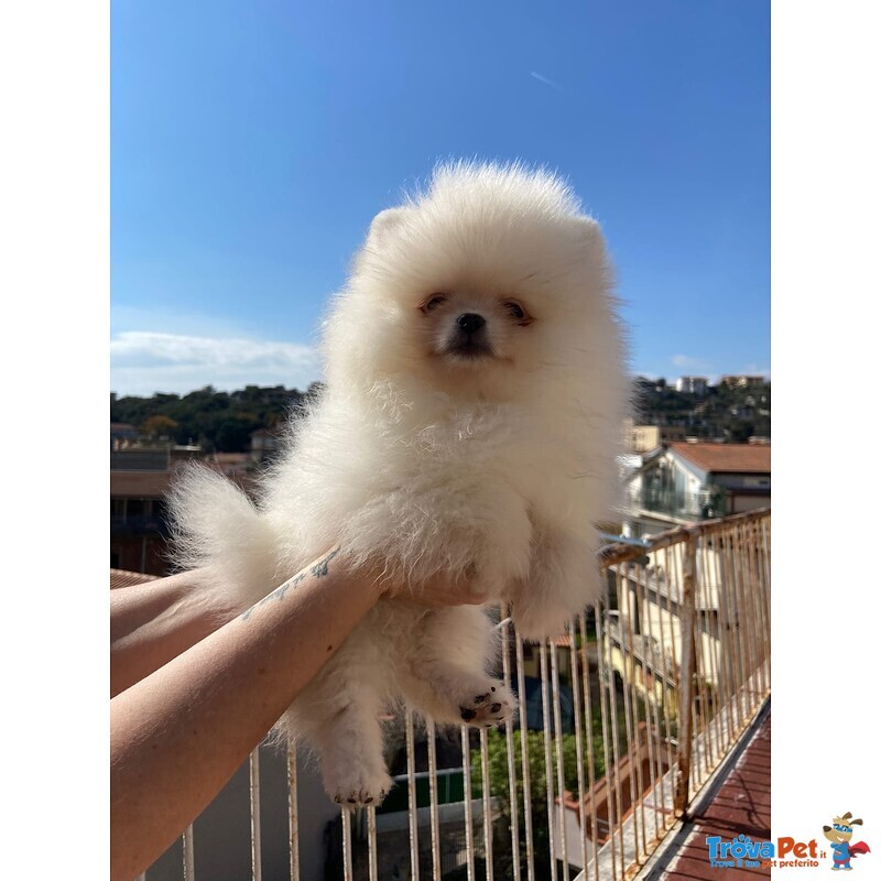 Volpini di Pomerania (o Spitz Tedesco Nano) con Pedigree - Foto n. 7