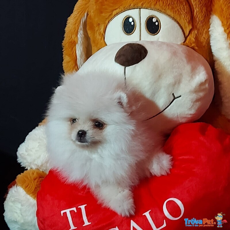 Volpini di Pomerania (o Spitz Tedesco Nano) con Pedigree - Foto n. 8