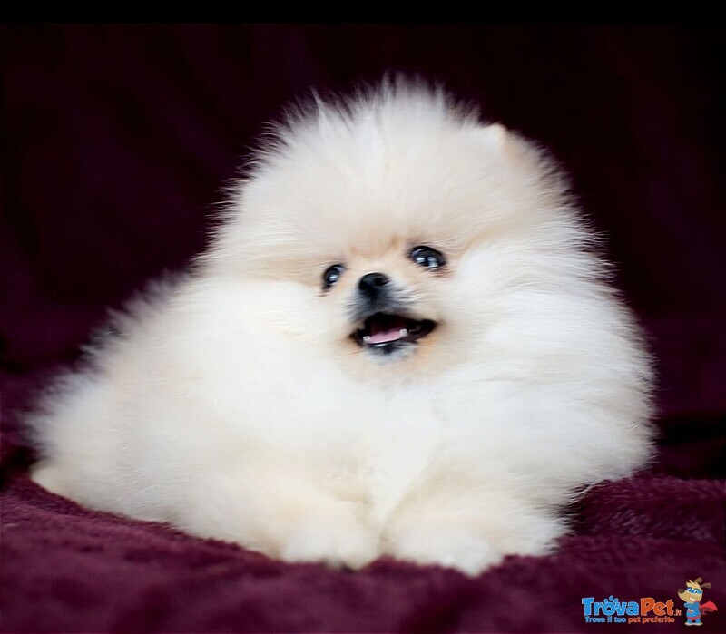 Volpini di Pomerania (o Spitz Tedesco Nano) con Pedigree - Foto n. 1