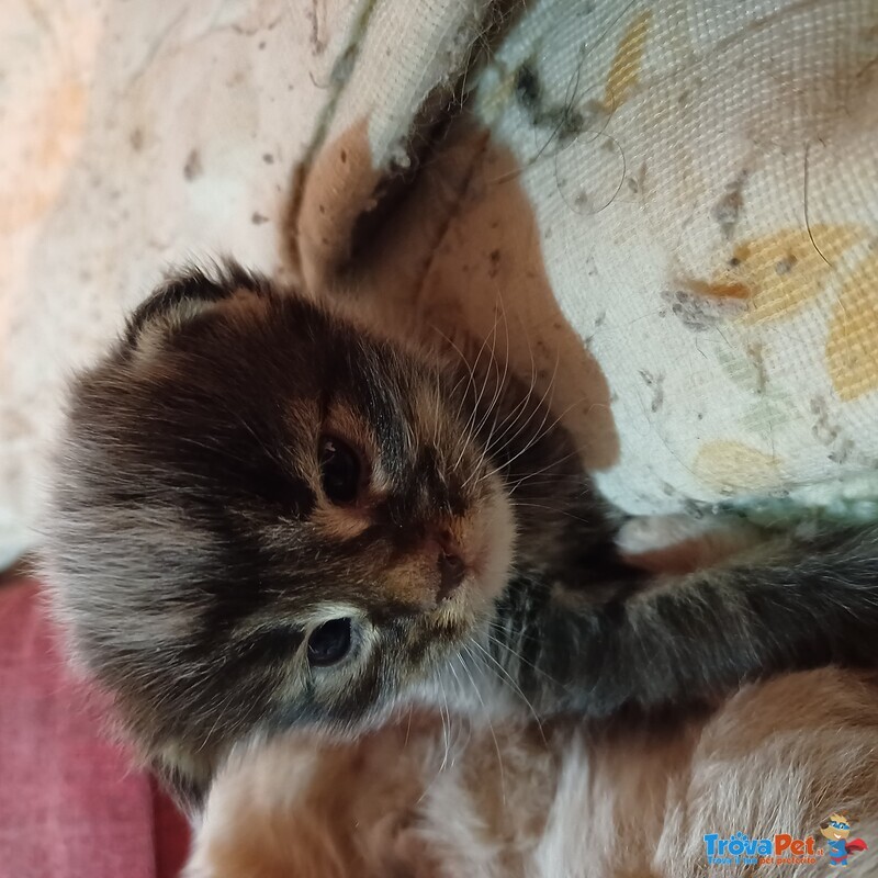 Cuccioli di Maine Coon - Foto n. 2