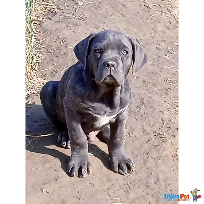 Cane Corso Cuccioli - Foto n. 1