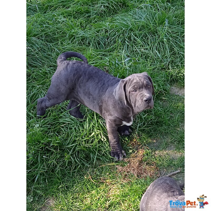 Cane Corso Cuccioli - Foto n. 2