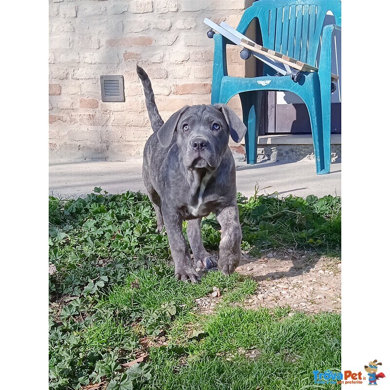 Cane Corso Cuccioli - Foto n. 3